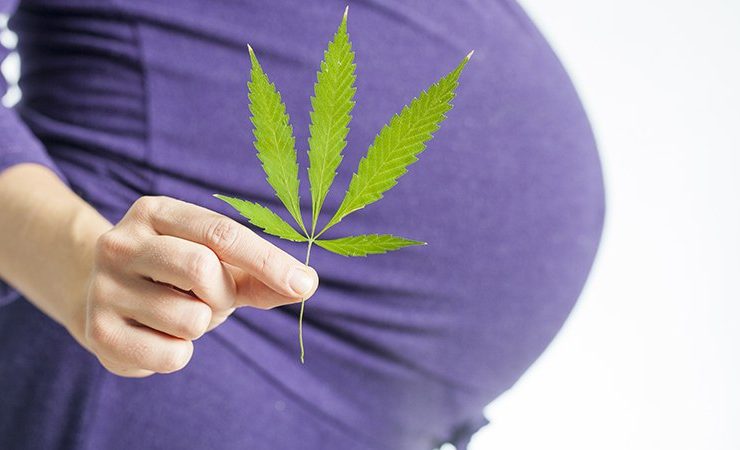 cannabis use during pregnancy